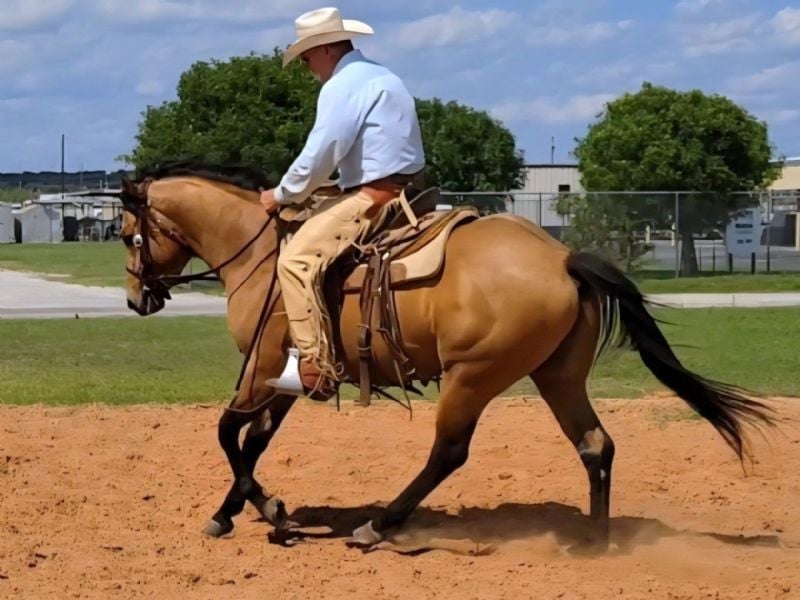 Jack Creek Rebel