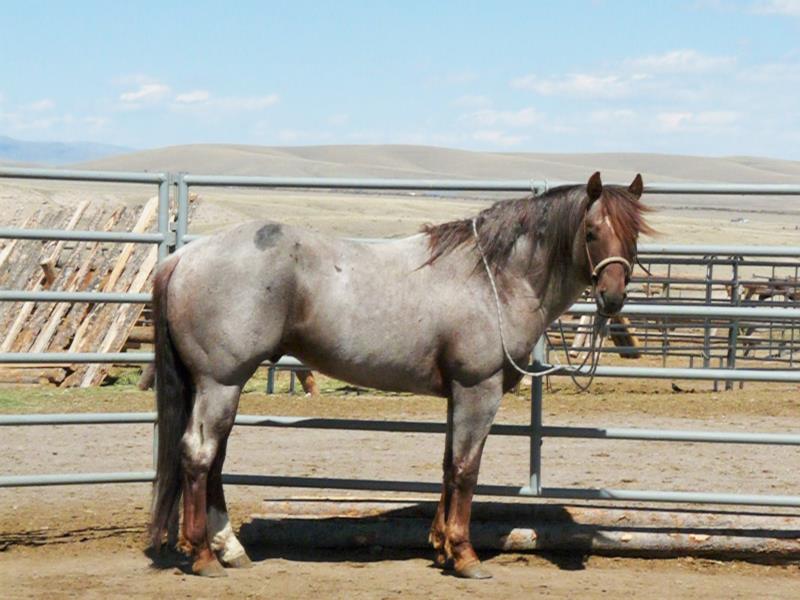 A Cool Roan Mister